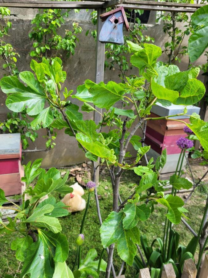 Tiny House Cosy 1 - Angers Green Lodge 外观 照片