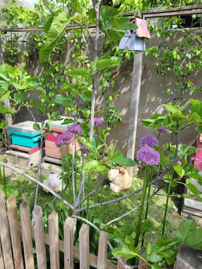 Tiny House Cosy 1 - Angers Green Lodge 外观 照片